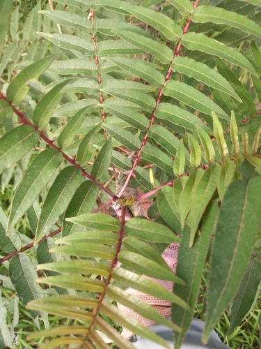 Zanthoxylum ailanthoides observed 2026-10-24