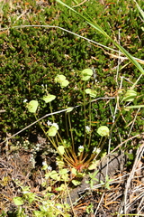 Claytonia rubra