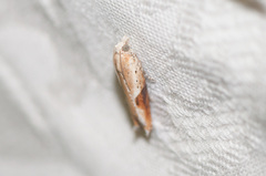 Pseudexentera costomaculana