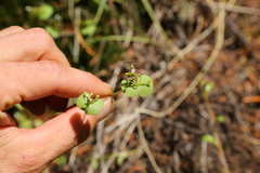 Claytonia rubra