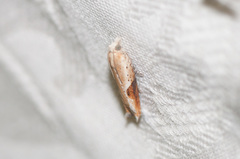 Pseudexentera costomaculana