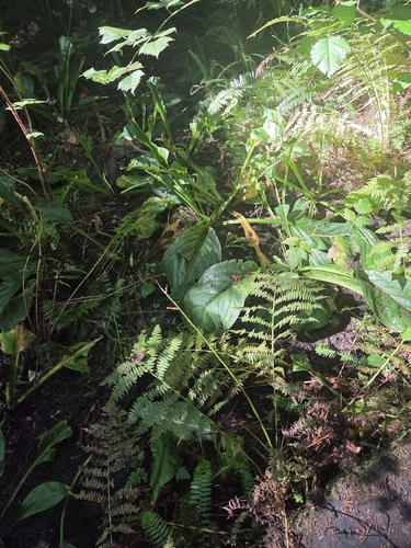 Lysichiton americanus, 2026-10-23