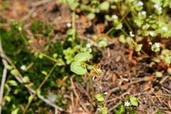 Claytonia rubra