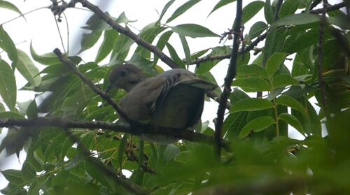 White-winged Dove photograph by the iNaturalist community