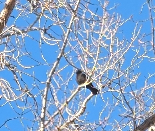 Common Grackle photograph by the iNaturalist community