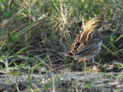 Savannah Sparrow photograph by the iNaturalist community