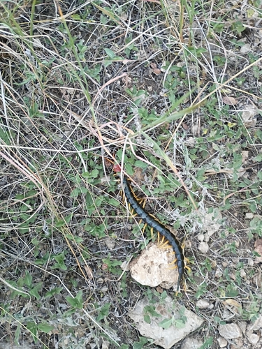 Giant Desert Centipede