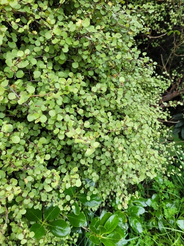 Muehlenbeckia complexa observed 2026-10-24