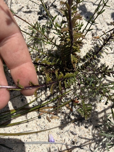 Euphrasia collina observed 2026-10-22