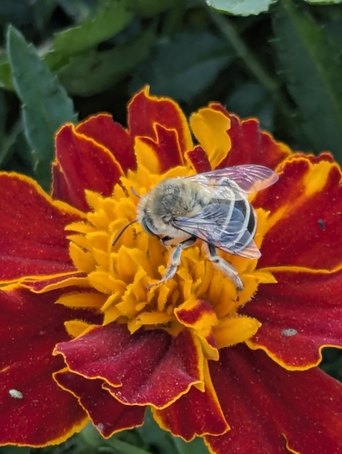California Digger Bee