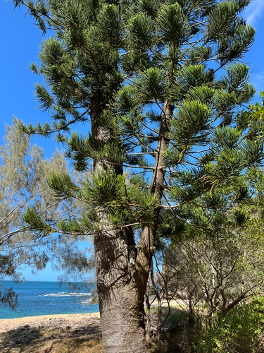 Araucaria columnaris observed 2026-10-23
