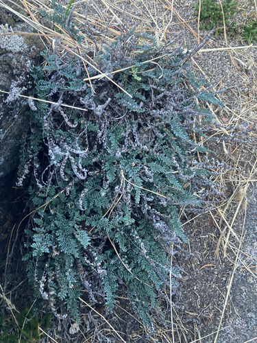 Myriopteris gracillima observed 2026-10-21