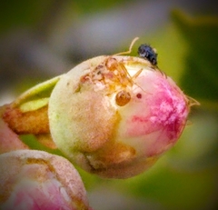 Nylanderia phantasma