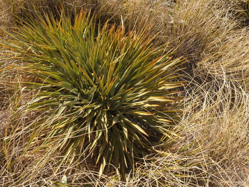 Aciphylla colensoi, 2026-10-20