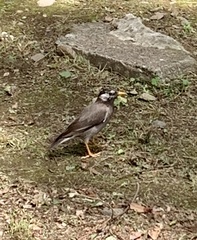 Spodiopsar cineraceus