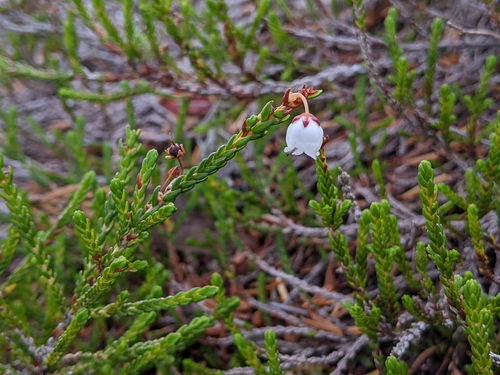 Cassiope mertensiana observed 2026-10-18