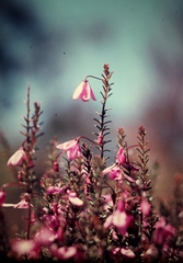 Tetratheca ericifolia