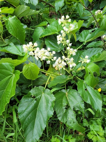 Entelea arborescens observed 2026-10-24
