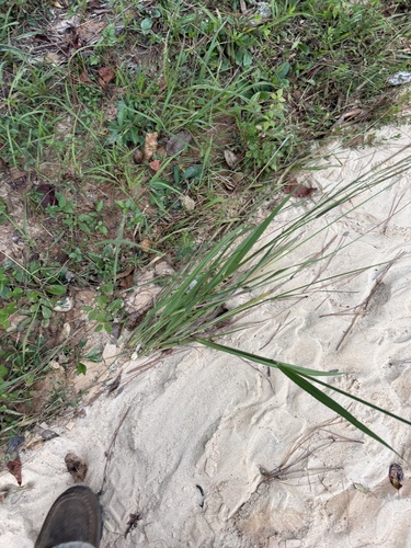 Paspalum urvillei observed 2026-10-23