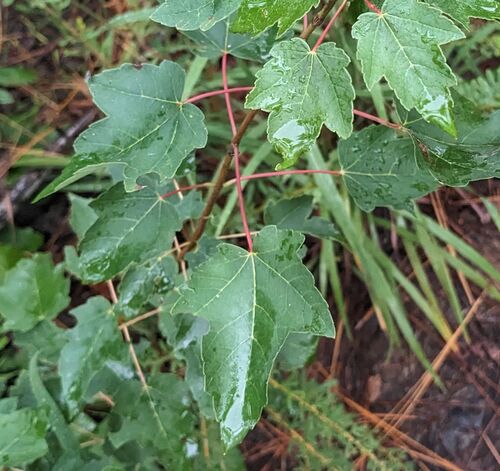 red maple photograph by the iNaturalist community
