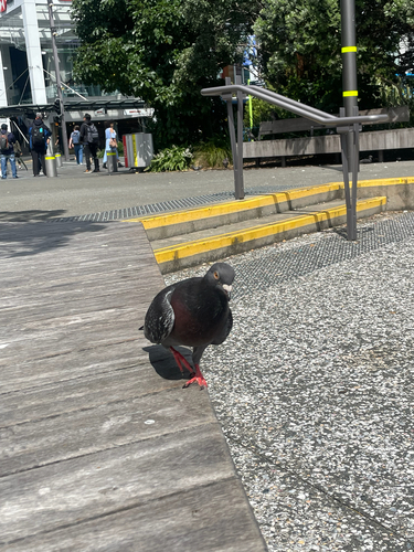 iNaturalist image