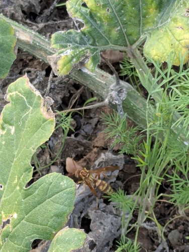 Apache Paper Wasp
