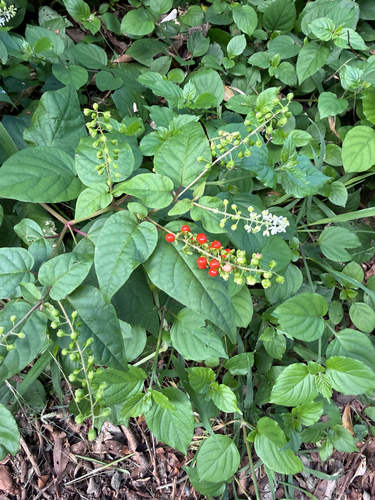 Rivina humilis observed 2026-10-03