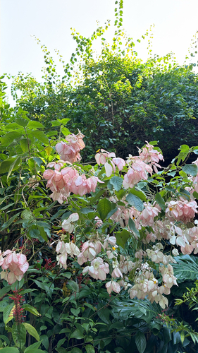 Mussaenda philippica observed 2026-10-19