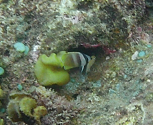 Chaetodon kleinii observed 2026-10-24