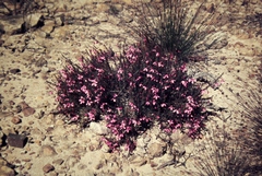 Tetratheca ericifolia