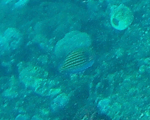 Acanthurus lineatus observed 2026-10-24