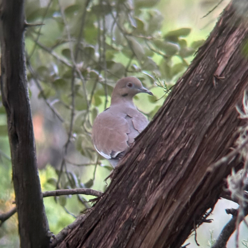 White-winged Dove photograph by the iNaturalist community