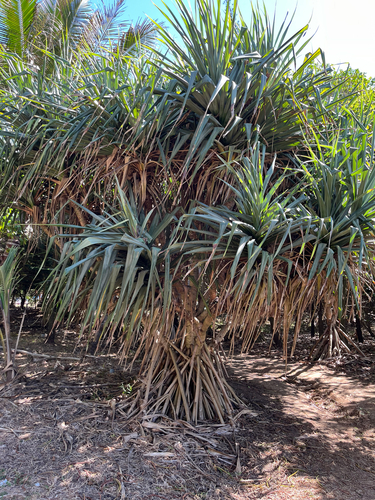 Pandanus tectorius observed 2026-10-23