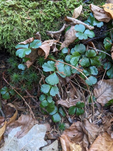 Coptis trifolia, 2026-10-23