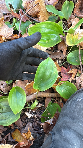 Maianthemum canadense observed 2026-10-23