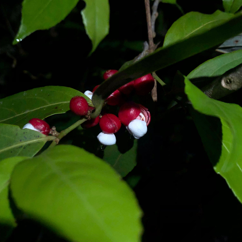 Lacistema aggregatum observed 2026-10-23