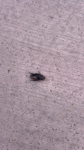 Giant Water Scavenger Beetle