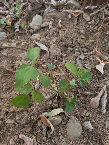 Rubus rosifolius observed 2026-10-24