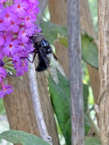Mexican Cactus Fly