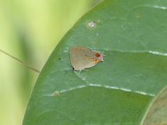 Calycopis lerbela