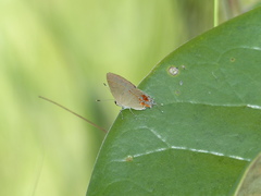 Calycopis lerbela