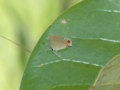 Calycopis lerbela