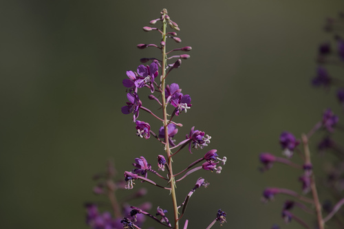 fireweed photograph by the iNaturalist community