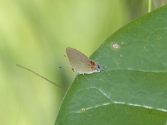 Calycopis lerbela