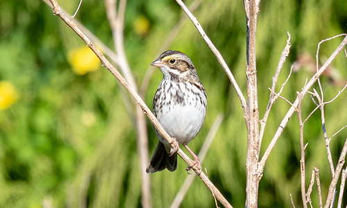 Savannah Sparrow photograph by the iNaturalist community