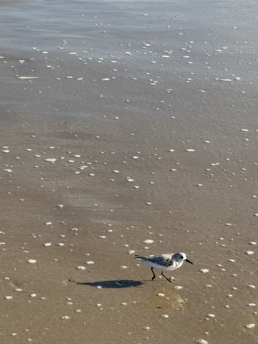 Sanderling photograph by the iNaturalist community