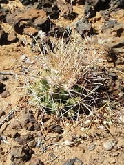 Coryphantha robustispina uncinata
