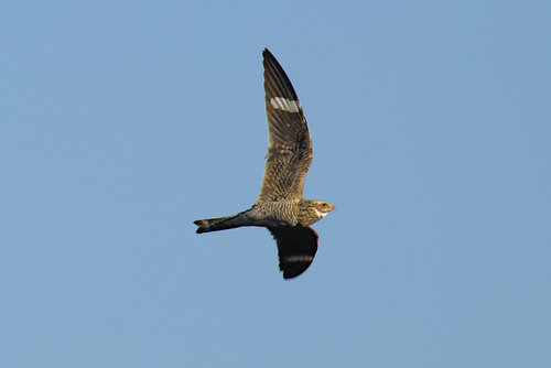 Common Nighthawk
