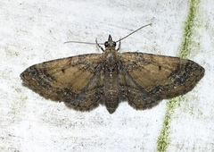 Eupithecia palpata