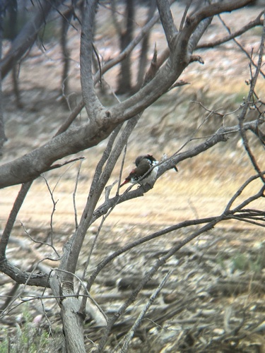 Stagonopleura guttata observed 2026-10-24